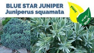 Blue Star Juniper  Juniperus squamata  Plant of the Week [upl. by Olsen24]