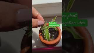 Spider plant propagation idea  short ytshorts youtubfeed [upl. by Laurene502]