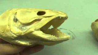 Skulls of Bony Fish Amia Bowfin and Carp [upl. by Droflim]