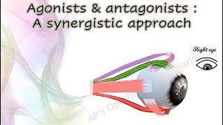 Agonists amp Antagonists — A Synergistic Approach [upl. by Murray]