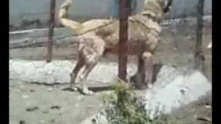 Kürt Kangal Dövüs Bogus Kurdish Kangal Dog Fight [upl. by Glass]