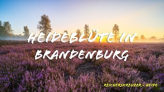 Fotografieren in der Reicherskreuzer Heide [upl. by Tnek558]