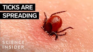 Why Ticks Are So Hard To Kill [upl. by Reh643]