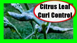 Citrus Leaf Curl Treatment Citrus Leaf Curling Disease [upl. by Euqinahc533]