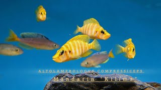 Altolamprologus Compressiceps Mandarin Kilima [upl. by Portland]