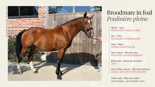 Lot 4  Broodmare Primavera van d’Avrije in foal to Uncle Joe Van’t Meulenhof [upl. by Ahsiyn]