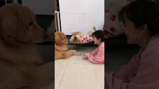 Funny Dogs moments 🤣 dog goldenretriever shorts [upl. by Heriberto391]