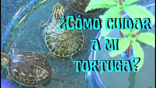 TORTUGAS Cuidados de una tortuga acuática [upl. by Luckett967]