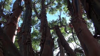 Outstanding Landscape Tree Selections Paperbark Maple [upl. by Airemat927]