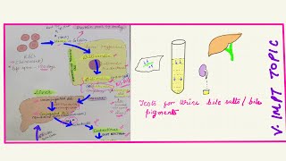 Urine viva 5 Tests for bile salts bile pigments  bilirubin metabolism and jaundice vimp topic ✅ [upl. by Enilrek]