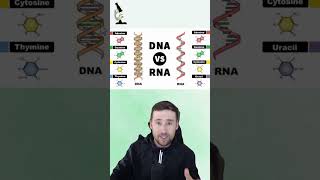 DIFERENÇAS ENTRE DNA E RNA  Genética  shorts biologia medicina [upl. by Nnahgem]