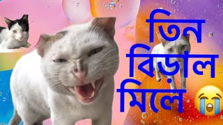 তিন বিড়াল মিলে বাড়ির মেয়েকে অপমান করল Gallery BD [upl. by Alil]