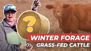 Winter Grazing for GrassFed Cattle  Cover Crops amp MORE [upl. by Dan114]