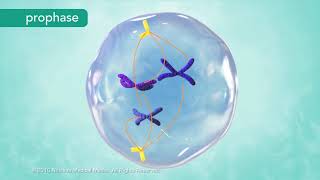 M Phase of the Cell Cycle [upl. by Garek]