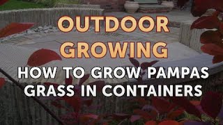 How to Grow Pampas Grass in Containers [upl. by Wenoa]