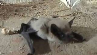 Western Pipistrelle Bat on Front Porch [upl. by Ahsiemal504]