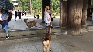 We went to Nara  JAPAN 3 [upl. by Partan865]