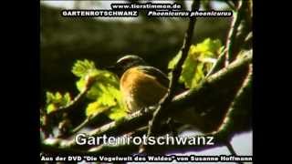 Der Gartenrotschwanz im Wald  Phoenicurus phoenicurus [upl. by Odin207]