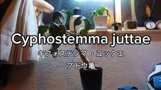 Cyphostemma juttae キフォステンマ ユッタエ 強剪定と植え替えをします。 [upl. by Nedlog]