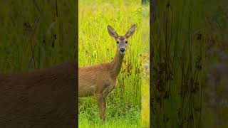 Sarna europejska  Kampinoski Park Narodowy sarna roedeer [upl. by Chiarra98]