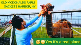 OLD McDONALDS FARM SACKETS HARBOR NY 🤔🙄 quotYes its a real placequot [upl. by Llekcor]