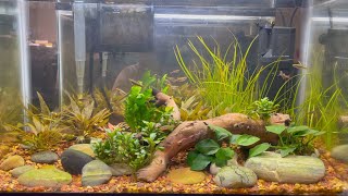 10g Hillstream Aquarium 2 Month Update [upl. by Nonahs845]