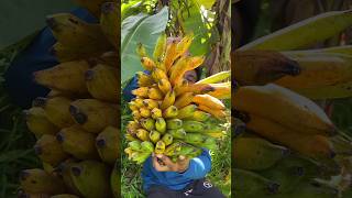 Eating a ripe banana from garden healthy eating🌴🌴🌴🌴banana banananutrition healthyeating [upl. by Limak]