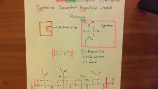 Introduction to Apoptosis  The Caspase Enzymes Part 2 [upl. by Roseline864]