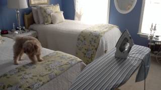 Maltipoo Dog Barking at Iron [upl. by Bick]