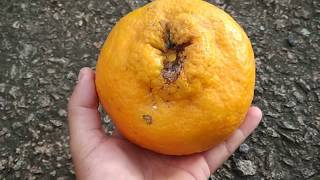 Huge Ponkan Citrus poonensis mandarin  pomelo hybrid in Borneo [upl. by Aitenev]