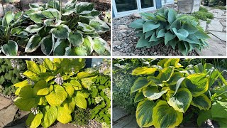 Hostas  Great For Shade Great For Sun [upl. by Annaor]