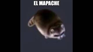 El mapache [upl. by Ahsital]