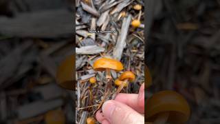 Deadly Galerina marginata  Poisonous PNW mushroom explore mushroom forest [upl. by Suiluj]