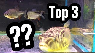 Top 3 Fahaka Puffer Tank Mates [upl. by Octavian]