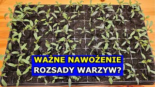 Ważne Nawożenie Rozsad Warzyw  Nawożenie Rozsady Pomidorów Papryk Ogórków Cebuli Selera Arbuza [upl. by Netsud54]