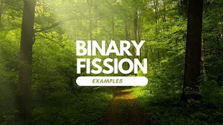 Binary fission in Animals and Humans Baby goat  Museum series DrTariqRajputbinaryfission [upl. by Eladnor]