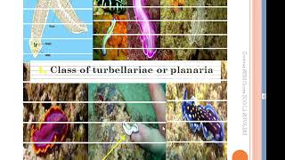 What are the Metazoans tridermic ACOELOMATES COURSE 11 [upl. by Levy]