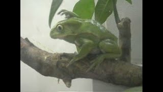 Waxy monkey frog Phyllomedusa sauvagei Naloxoneinduced wiping behavior [upl. by Lincoln]