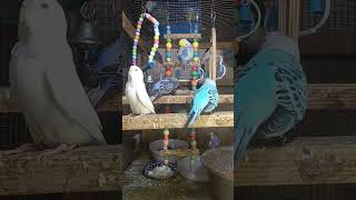 Listen morning sounds of budgies for 1 hour [upl. by Oremoh]