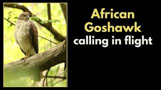 AFRICAN GOSHAWKS aerial display and calls [upl. by Miarhpe801]