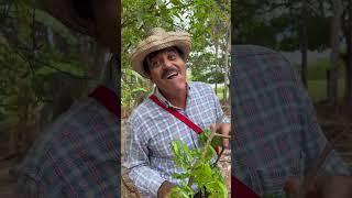 humor comedia piadas caipira imbilino [upl. by Hanser]