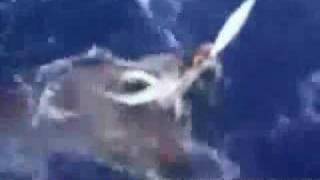 first giant squid caught and video taped [upl. by Brottman899]