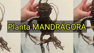 Planta Mandrágora Oque é e para quê serve a Planta Mágica [upl. by Aid]