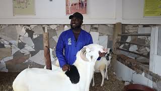 Day in the Life Farmer Nas  Nasrullah Razak Sana of Sana Farms Ghana [upl. by Cecilio]