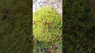 Pretty Broom Fork Moss Dicranum scoparium Shorts [upl. by Gladdy]