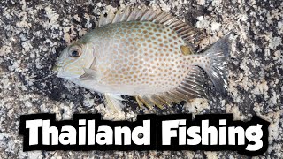 Catching New Species Off of the Rocks on Phuket  Thailand Fishing 🇹🇭 [upl. by Crawford]