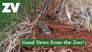 Some good news for Threatened Species [upl. by Akemal]