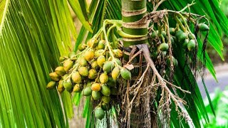 Areca testimony our croun director somegoda sir organic farming addshop [upl. by Annerol]