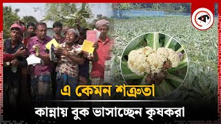 কৃষকের সঙ্গে এ কেমন শত্রুতা  Cauliflower Cultivation  Rajshahi  Kalbela [upl. by Bidget]