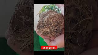 Elaichi Ka Plant Ghar Per hi Ugaai 🌱 elaichi cardamomplant cardamomcultivation [upl. by Stoecker]